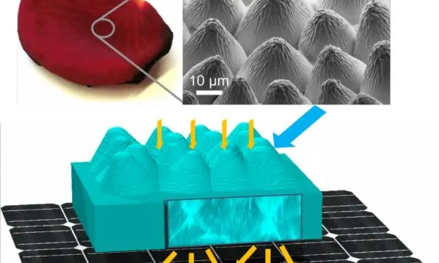 Biomimetic rose petal epidermal cells improve the energy conversion efficiency of solar cells